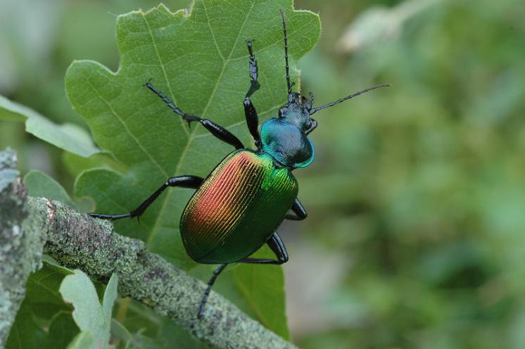 Krajník pižmový (Calosoma sycophanta), foto Václav Křivan