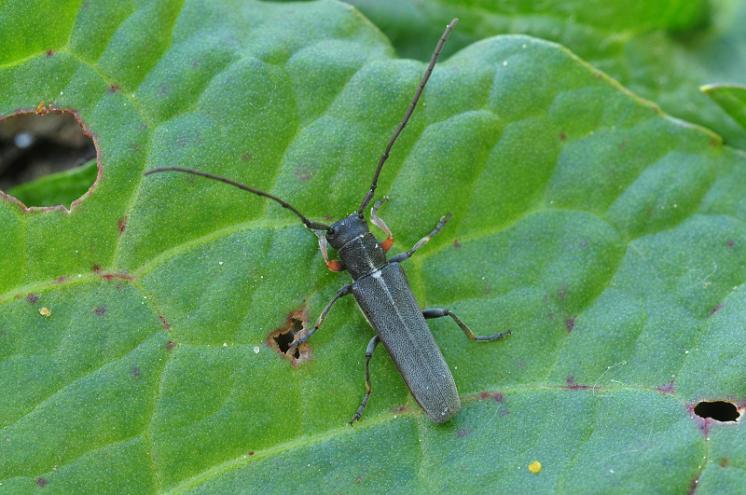 Kozlíček mrkvový (Phytoecia icterica), foto Václav Křivan