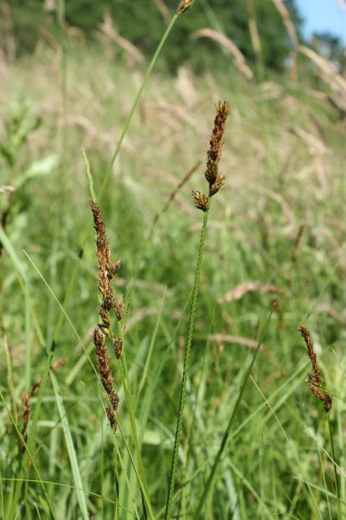 Ostřice dvouřadá (Carex disticha), Studenec [TR], 16.6.2015, foto Libor Ekrt