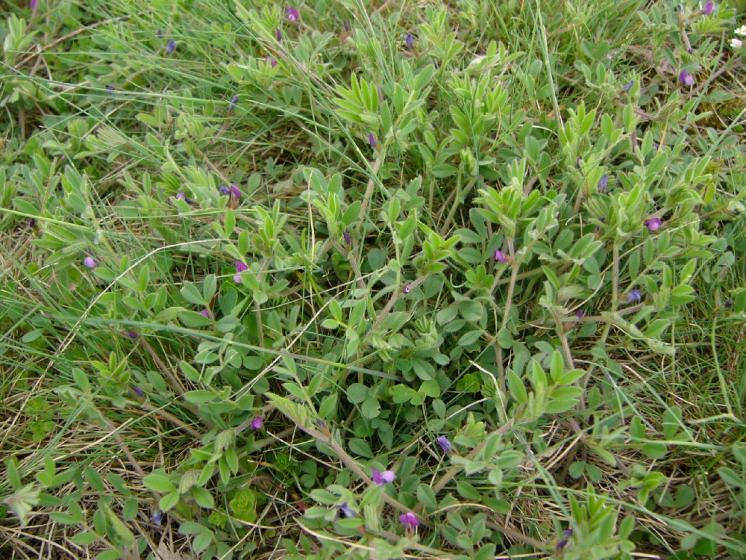 Vikev hrachorovitá (Vicia lathyroides), PP Kozének [TR], 24.4.2008, foto Josef Komárek