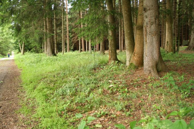 Vratička heřmánkolistá (Botrychium matricariifolium), Řídelov, Malý pařezitý rybník, biotop [JI], 21.6.2011, foto Libor Ekrt