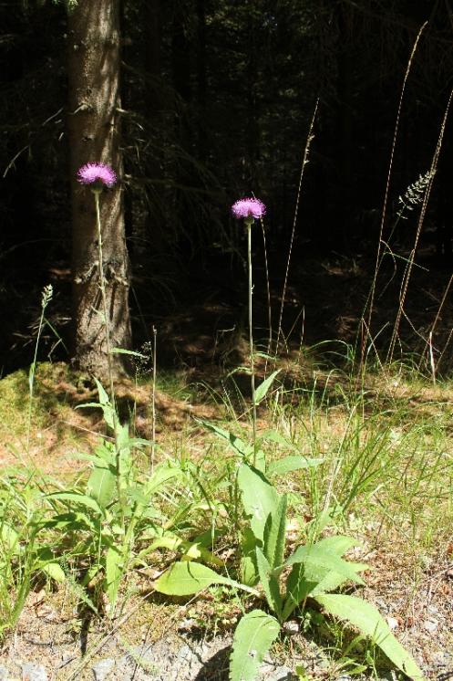 Pcháč různolistý (Cirsium heterophyllum), NPR Žákova hora [ZR], 10.7.2015, foto Libor Ekrt