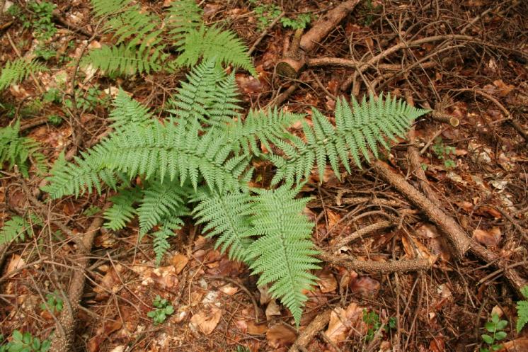 Kapraď plevinatá (Dryopteris cambrensis), Světlá pod Javořicí [JI], 21.6.2009, foto Libor Ekrt