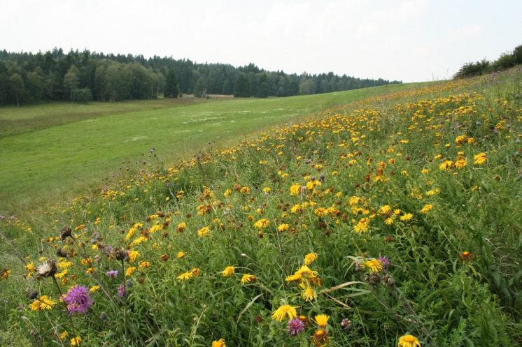 Oman vrbolistý (Inula salicina), NPR Dářko, Padrtiny [ZR], 27.7.2012, foto Libor Ekrt