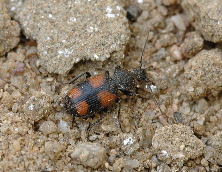 Střevlíček Panagaeus bipustulatus, foto Václav Křivan