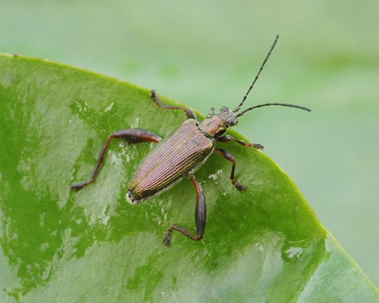 Rákosníček Donacia crassipes, Jaroměřice nad Rokytnou, foto Václav Křivan