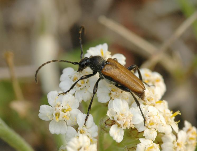 Tesařík Brachyleptura maculicornis, Zašovice, foto Václav Křivan