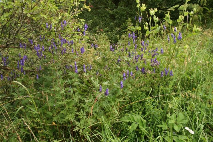 Oměj pestrý (Aconitum variegatum), Salavice [JI], 5.8.2009, foto Libor Ekrt