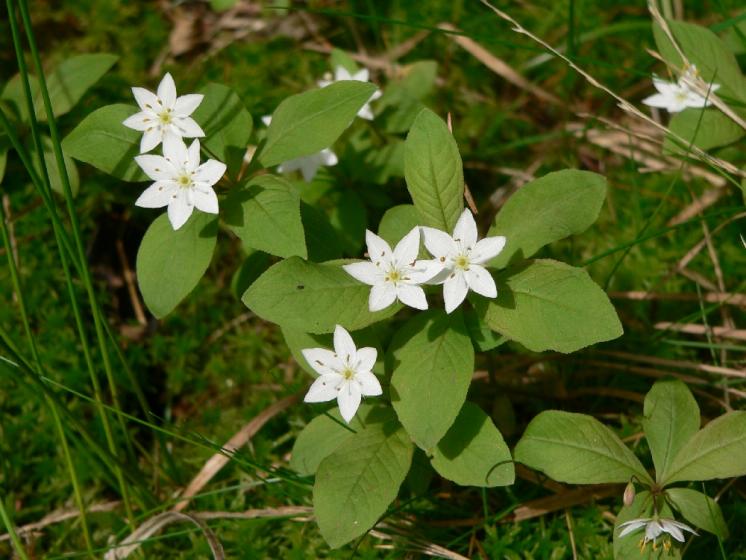 Sedmikvítek evropský (Trientalis europaea), Vepřová [ZR], 9.6.2013, foto Luděk Čech