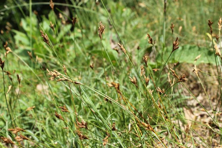 Ostřice časná (Carex praecox), Plešice, Staré Duby [TR], 1.6.2015, foto Libor Ekrt