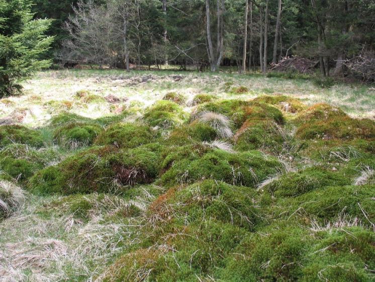 PR Rašeliniště Loučky obývá populace ohroženého tyrfofila mravence rašelinného (Formica picea), foto Pavel Bezděčka.