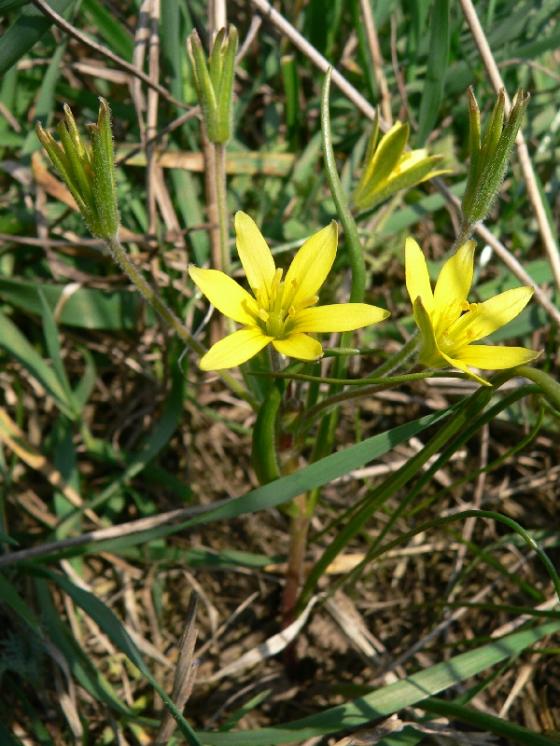 Křivatec rolní (Gagea villosa), Mohelno [TR], 7.4.2009, foto Luděk Čech