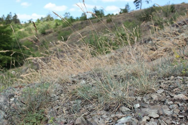 Kostřava sivá (Festuca pallens), NPR Mohelenská hadcová step [TR], 16.6.2015, foto Libor Ekrt