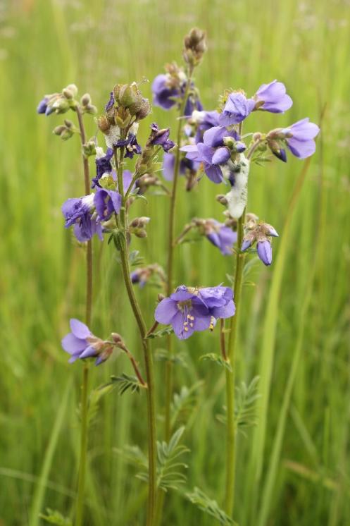 Jirnice modrá (Polemonium caeruleum), PR V Lisovech [JI], 5.6.2014, foto Libor Ekrt