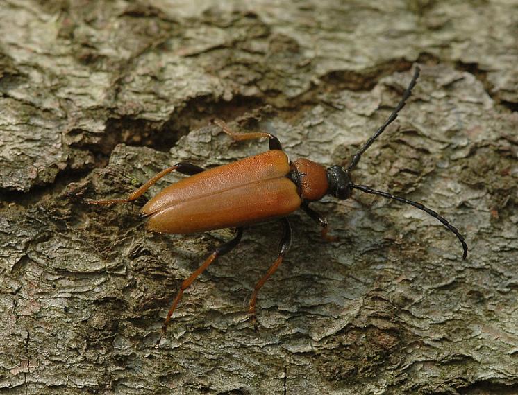 Tesařík obecný (Corymbia rubra), Náměšť nad Oslavou, foto Václav Křivan