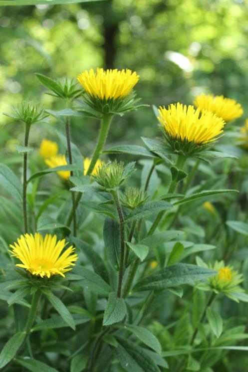 Oman srstnatý (Inula hirta), Šemíkovice, Knížecí seč [TR], 8.6.2016, foto Libor Ekrt