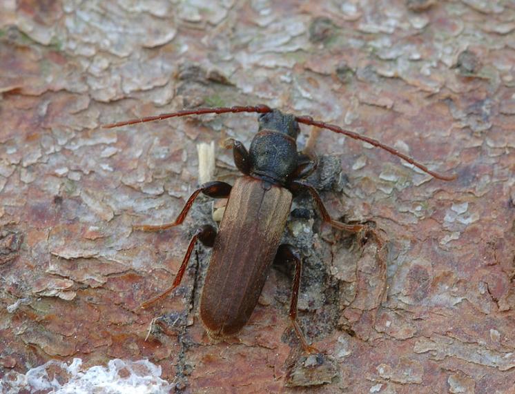 Tesařík Tetropium fuscum, Štěměchy, foto Václav Křivan