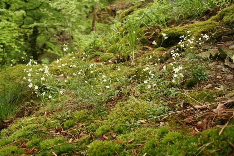 Řeřišničník skalní (Arabidopsis petraea), PR Údolí Oslavy a Chvojnice, Lemberk [TR], 8.5.2010, foto Libor Ekrt