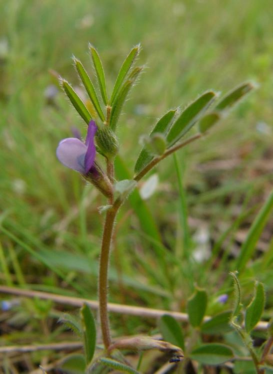 Vikev hrachorovitá (Vicia lathyroides), PP Kozének [TR], 24.4.2008, foto Josef Komárek