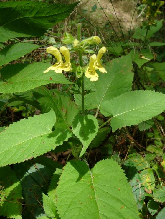 Šalvěj lepkavá (Salvia glutinosa), Dešov [TR], 19.7.2016, foto Josef Komárek