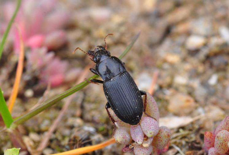 Střevlíček Harpalus rufipalpis, foto Václav Křivan