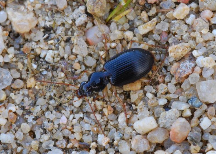 Střevlíček Paranchus albipes, foto Václav Křivan