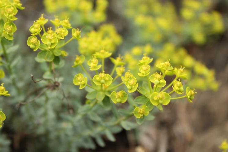 Pryšec sivý menší (Euphorbia seguieriana subsp. minor), NPR Mohelenská hadcová step [TR], 29.4.2014, foto Libor Ekrt