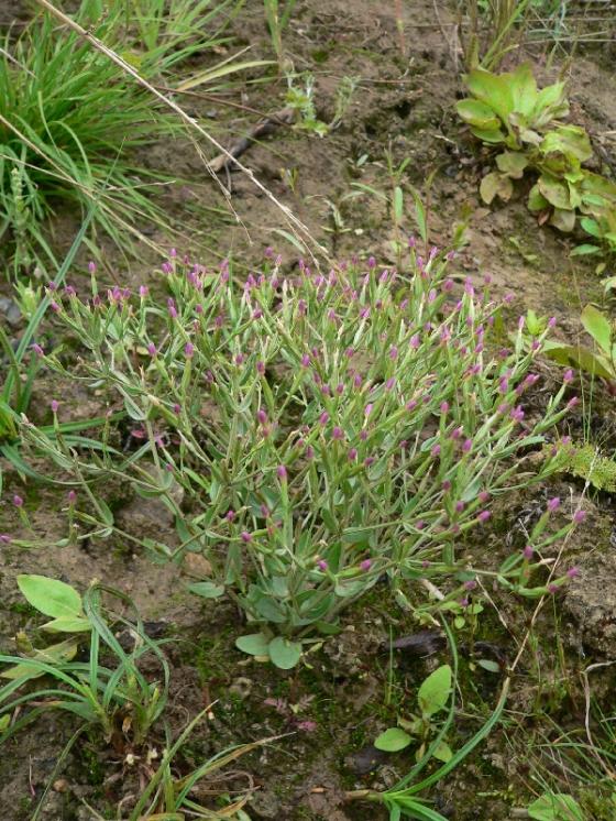 zeměžluč spanilá (Centaurium pulchellum), Rouchovany [TR], 26.7.2011, foto Luděk Čech