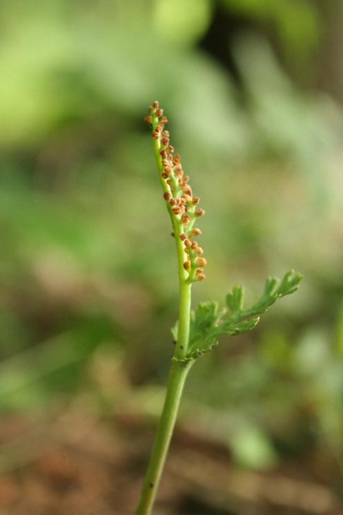 Vratička heřmánkolistá (Botrychium matricariifolium), Řídelov, Malý pařezitý rybník [JI], 21.6.2011, foto Libor Ekrt