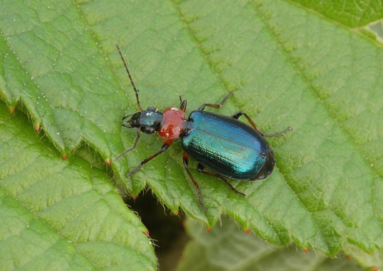 Střevlíček Lebia cyanocephala, foto Václav Křivan