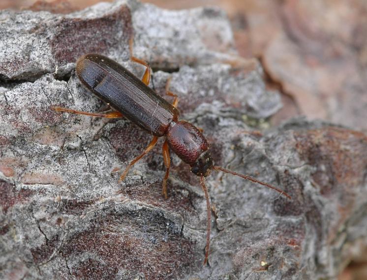 Tesařík Nothorhina punctata, foto Václav Křivan