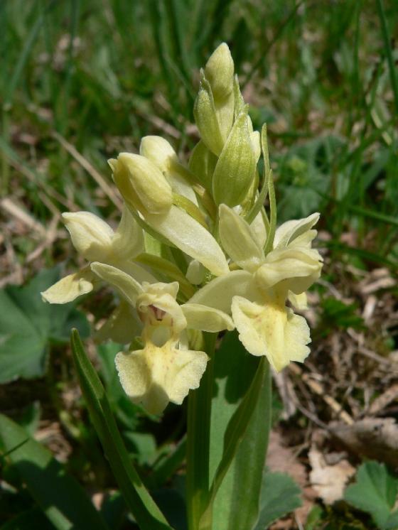 Prstnatec bezový (Dactylorhiza sambucina), Mrákotín, Jasanky [JI], 2.5.2008, foto Luděk Čech