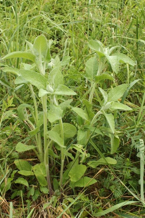 Čistec německý pravý (Stachys germanica), PP Křižník [ZR], 3.6.2016, foto Libor Ekrt