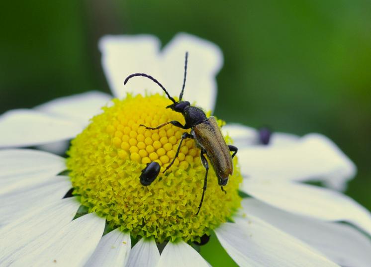 Tesařík Pseudovadonia livida, Radonín, foto Václav Křivan