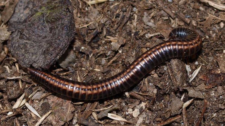 Prstencovka dvoupásá (Ommatoiulus sabulosus), Výrova skála, údolí Rokytné, 24.6.2015, foto Karel Tajovský