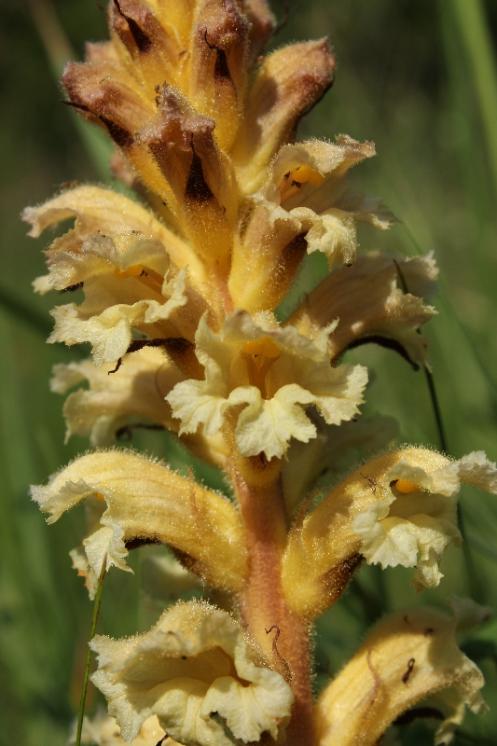 Záraza žlutá (Orobanche lutea), Krasonice, vápencový lom u Maškova mlýna [JI], 12.6.2015, foto Libor Ekrt