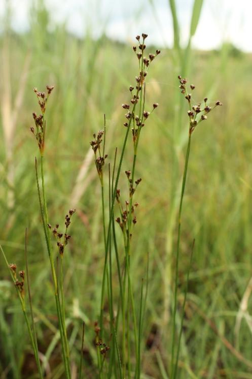 Sítina alpská (Juncus alpinoarticulatus), PR Chvojnov [HB], 6.7.2016, foto Libor Ekrt