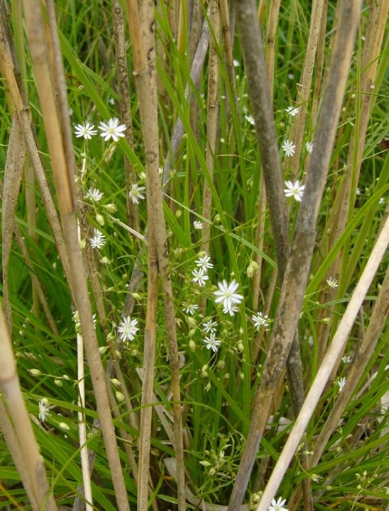 Ptačinec dlouholistý (Stellaria longifolia), EVL Znětínské rybníky, Staroborský rybník [ZR], 5.6.2014, foto Josef Komárek