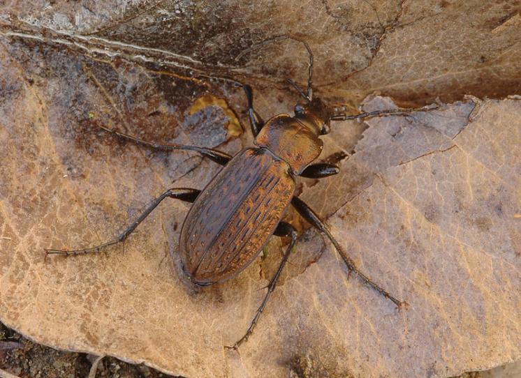 Střevlík zrnitý (Carabus granulatus), foto Václav Křivan