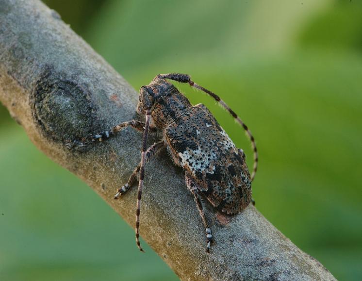 Kozlíček Mesosa nebulosa, Náměšť nad Oslavou, foto Václav Křivan