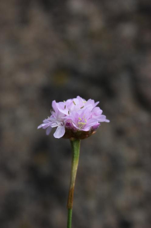 Trávnička obecná hadcová (Armeria elongata subsp. serpentini), NPR Mohelenská hadcová step [TR], 16.6.2015, foto Libor Ekrt