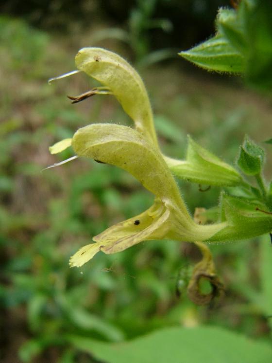 Šalvěj lepkavá (Salvia glutinosa), Dešov [TR], 19.7.2016, foto Josef Komárek