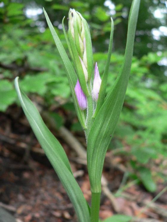 Okrotice červená (Cephalanthera rubra), PP U Hamrů, Nad štolami [ZR], 5.6.2010, foto Luděk Čech