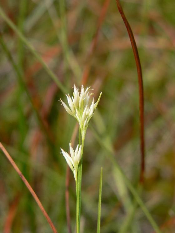 Hrotnosemenka bílá (Rhynchospora alba), PR Chvojnov [JI], 19.7.2012, foto Luděk Čech