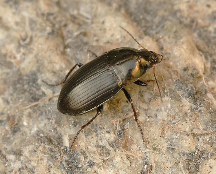 Střevlíček Amara similata, foto Václav Křivan