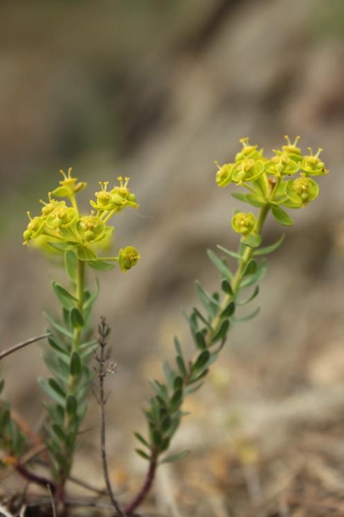 Pryšec sivý menší (Euphorbia seguieriana subsp. minor), NPR Mohelenská hadcová step [TR], 29.4.2014, foto Libor Ekrt