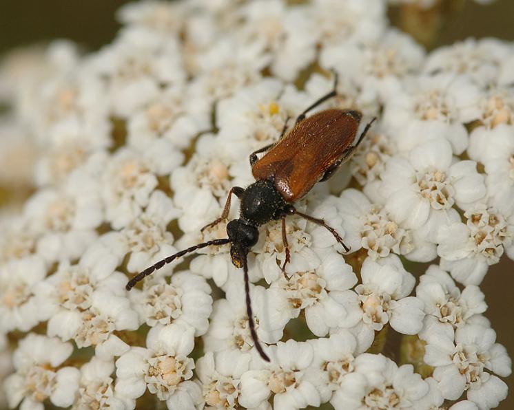 Tesařík Pseudovadonia livida, foto Václav Křivan