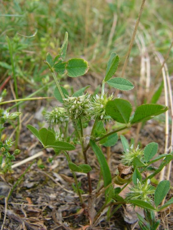 Jetel malokvětý (Trifolium retusum), Oslava [ZR], 2.6.2016, foto Josef Komárek
