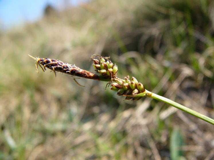Ostřice vřesovištní (Carex ericetorum), Rouchovany [TR], 15.4.2009, foto Josef Komárek