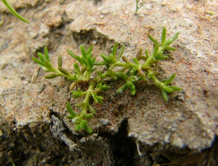 Masnice vodní (Tillaea aquatica), PP Staropavlovský rybník [ZR], 20.6.2012, foto Josef Komárek